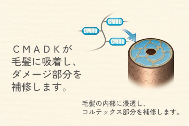 CMADKが毛髪に吸着し、ダメージ部分を補修します。毛髪の内部に浸透し、コルテックス部分を補修します。