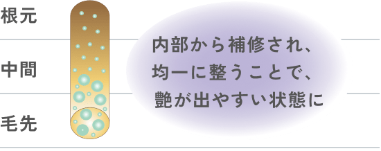 内部から補修され、均一に整うことで、艶が出やすい状態に
