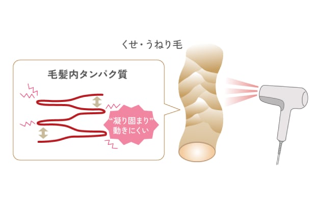 くせ・うねり毛、毛髪内タンパク質